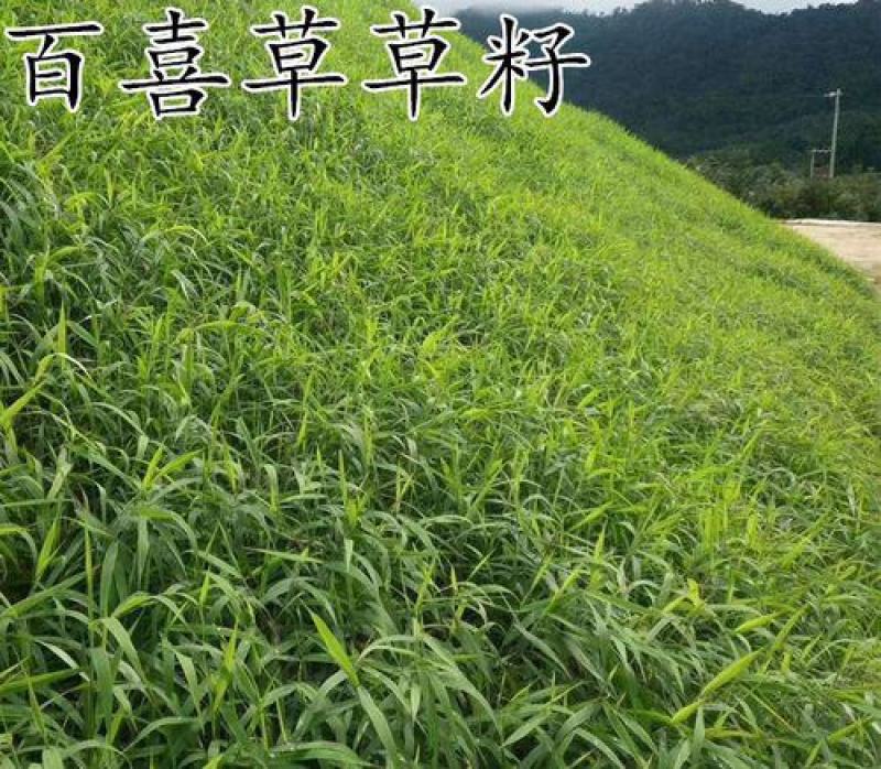 百喜草种子进口草坪种子工程绿化草坪种子防水土流失草种