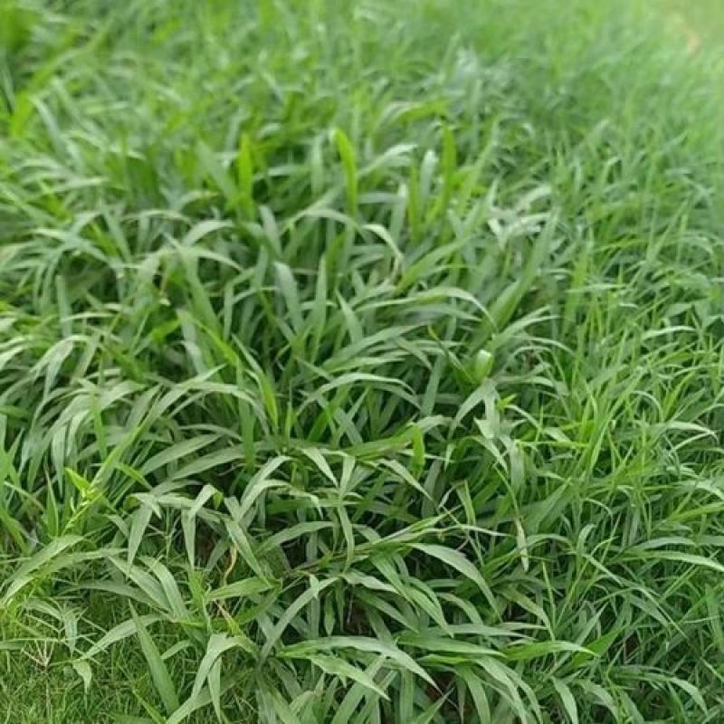 百喜草种子进口草坪种子工程绿化草坪种子防水土流失草种