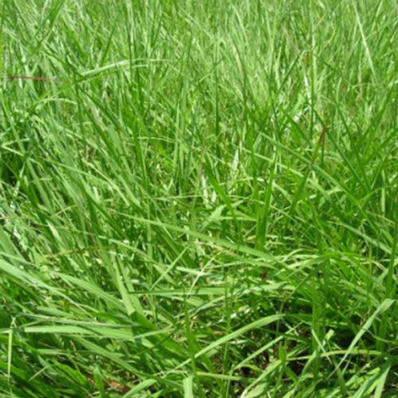 百喜草种子进口草坪种子工程绿化草坪种子防水土流失草种