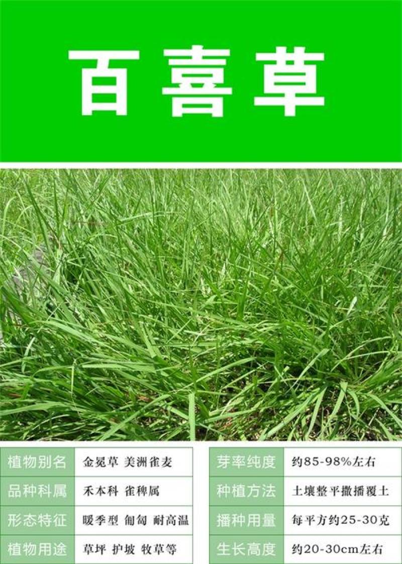 百喜草种子进口草坪种子工程绿化草坪种子防水土流失草种