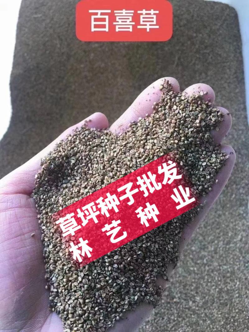 百喜草种子进口草坪种子工程绿化草坪种子防水土流失草种
