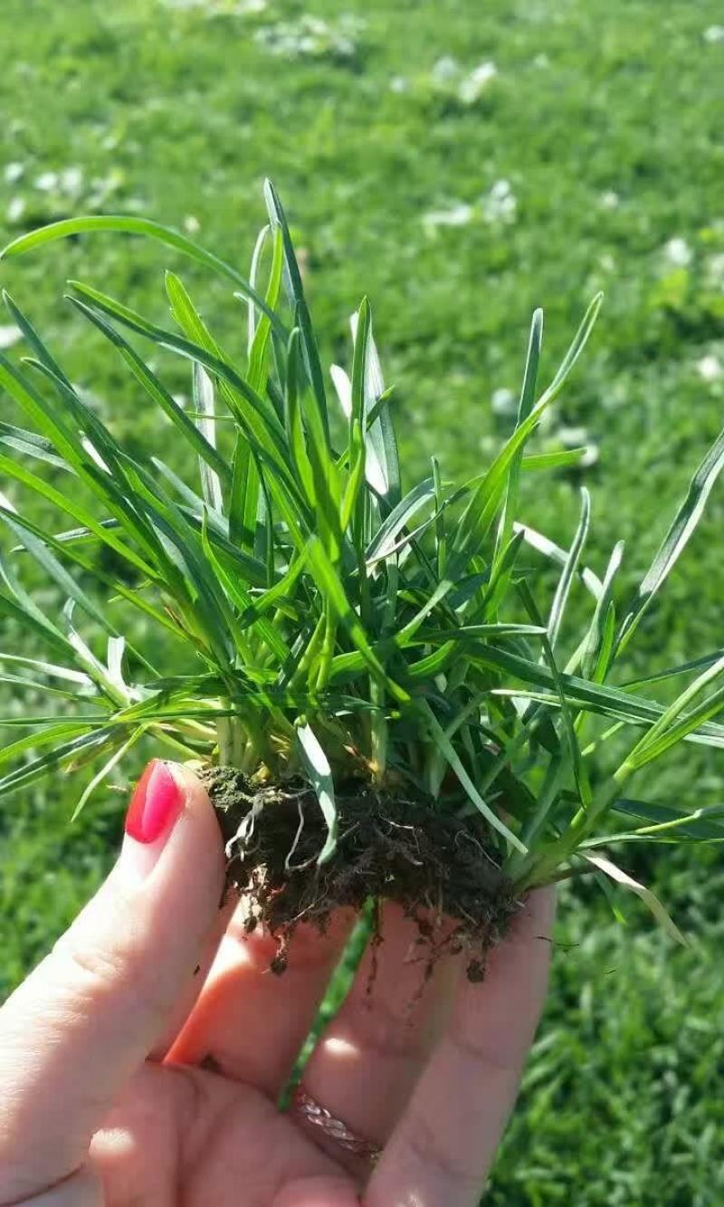 早熟禾草坪种子进口矮生四季青草籽耐践踏庭院耐寒不修剪