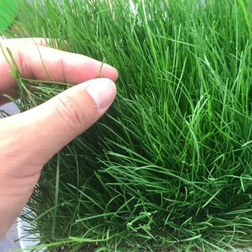 早熟禾草坪种子进口矮生四季青草籽耐践踏庭院耐寒不修剪