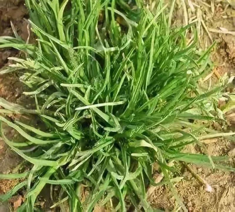 早熟禾草坪种子进口矮生四季青草籽耐践踏庭院耐寒不修剪