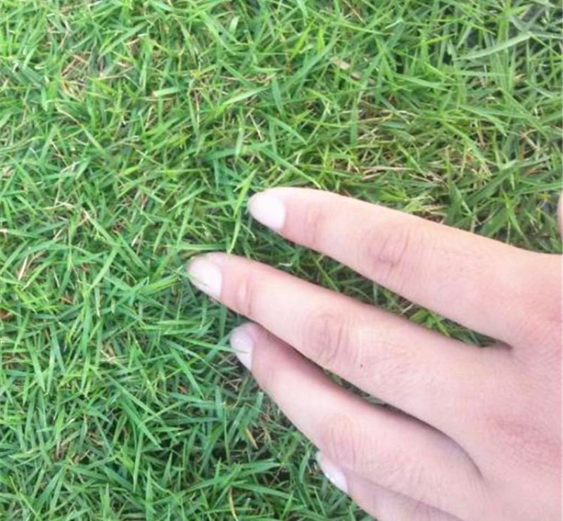 狗牙根草籽矮生百慕大纯进口草坪种子耐践踏免修剪护坡固土
