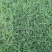 狗牙根草籽矮生百慕大纯进口草坪种子耐践踏免修剪护坡固土