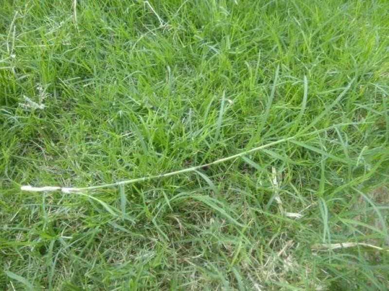 狗牙根草籽矮生百慕大纯进口草坪种子耐践踏免修剪护坡固土