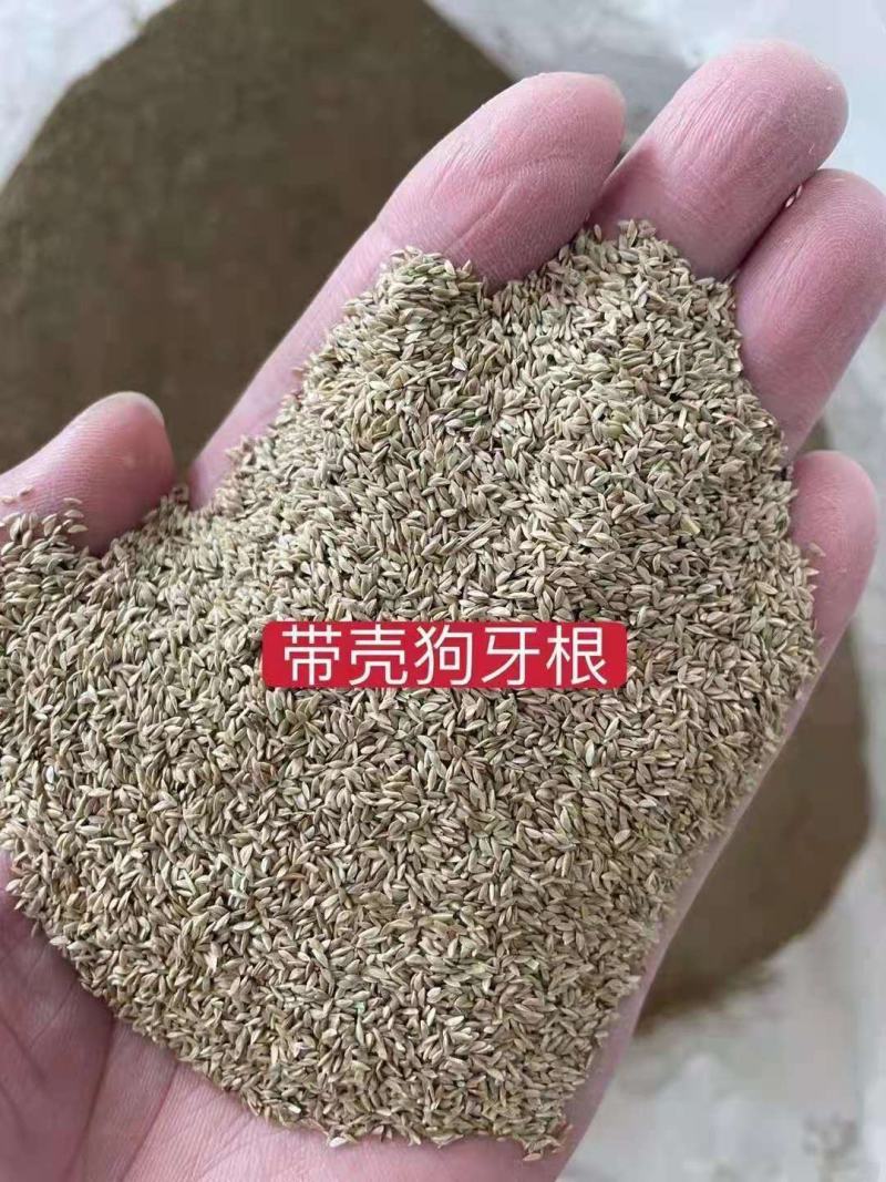 狗牙根草籽矮生百慕大纯进口草坪种子耐践踏免修剪护坡固土