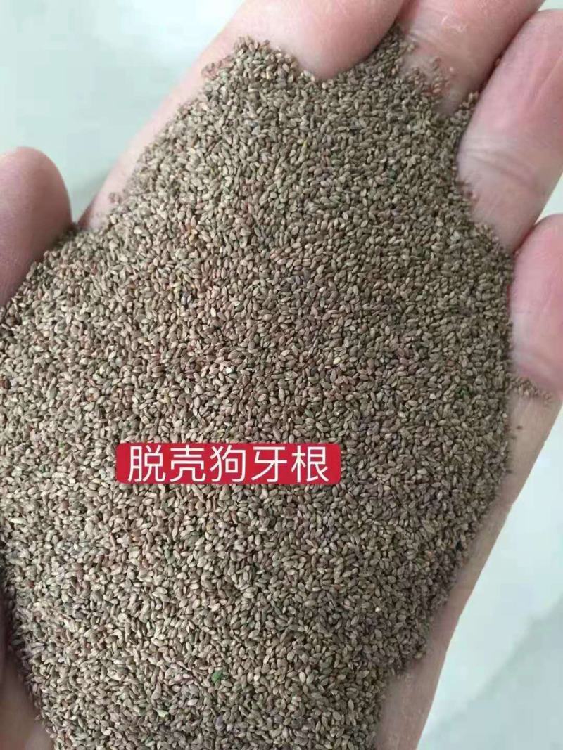 狗牙根草籽矮生百慕大纯进口草坪种子耐践踏免修剪护坡固土