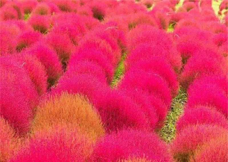 红绿叶地肤草种子扫帚菜种子花海花坛庭院盆栽草坪花草籽