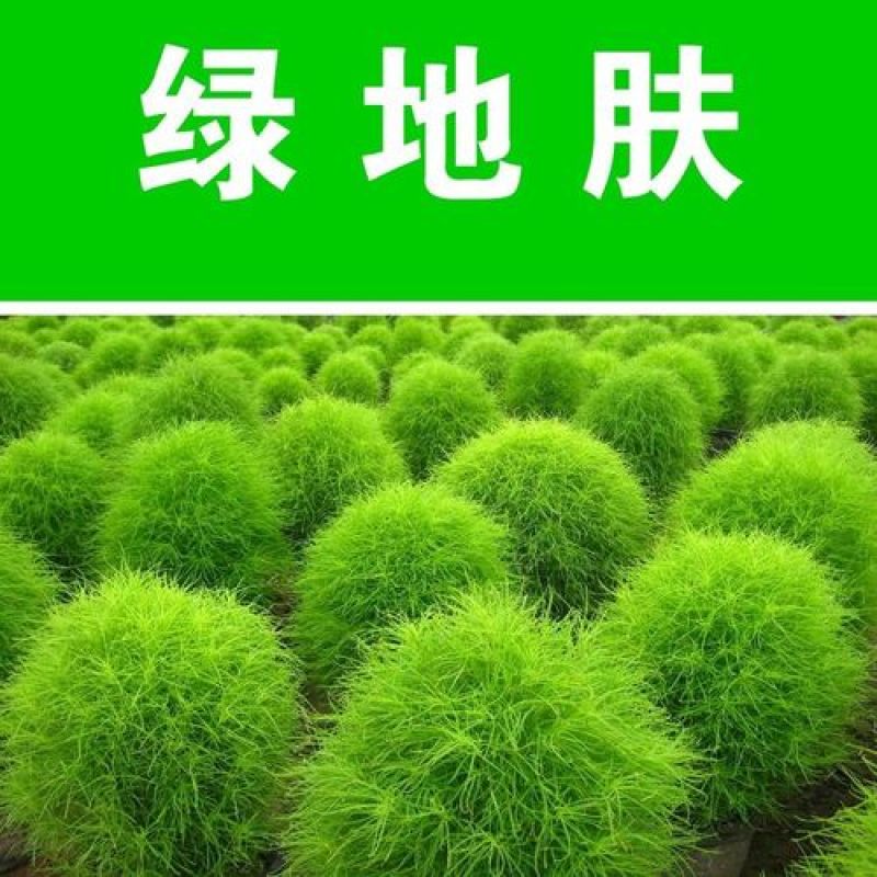 红绿叶地肤草种子扫帚菜种子花海花坛庭院盆栽草坪花草籽