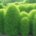红绿叶地肤草种子扫帚菜种子花海花坛庭院盆栽草坪花草籽