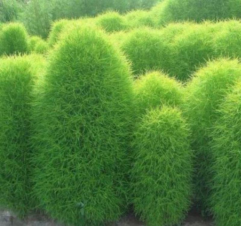 红绿叶地肤草种子扫帚菜种子花海花坛庭院盆栽草坪花草籽