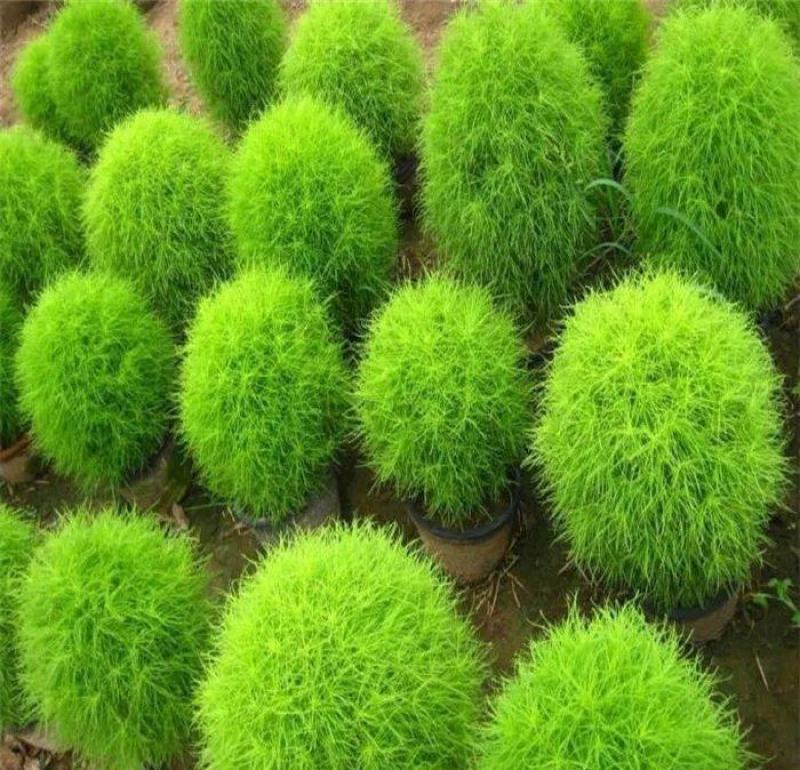 红绿叶地肤草种子扫帚菜种子花海花坛庭院盆栽草坪花草籽