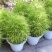 红绿叶地肤草种子扫帚菜种子花海花坛庭院盆栽草坪花草籽