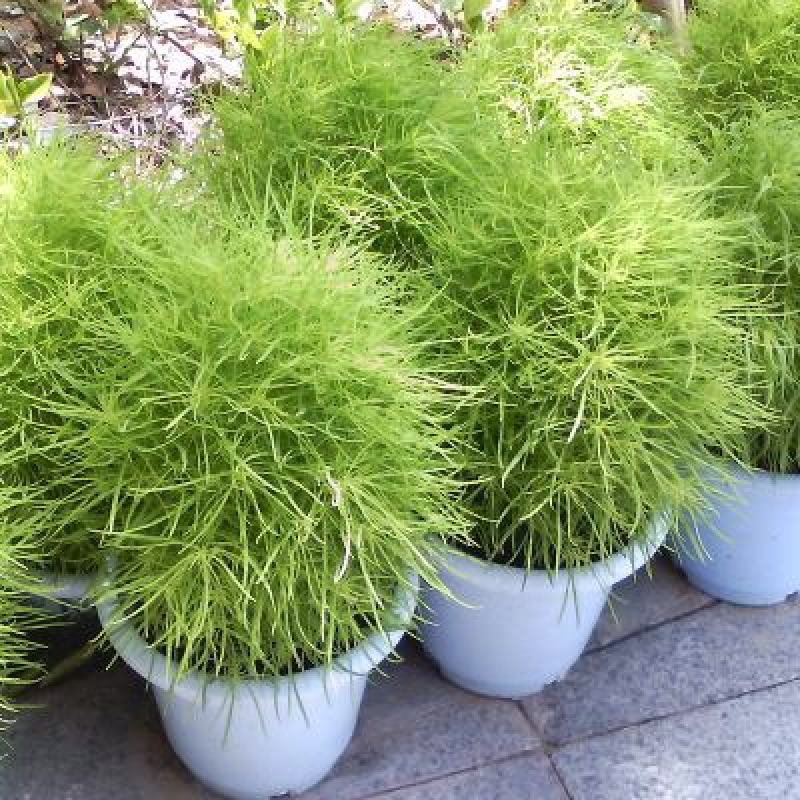 红绿叶地肤草种子扫帚菜种子花海花坛庭院盆栽草坪花草籽