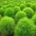 红绿叶地肤草种子扫帚菜种子花海花坛庭院盆栽草坪花草籽