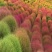 红绿叶地肤草种子扫帚菜种子花海花坛庭院盆栽草坪花草籽