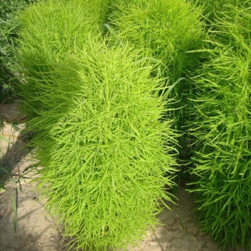 红绿叶地肤草种子扫帚菜种子花海花坛庭院盆栽草坪花草籽
