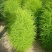 红绿叶地肤草种子扫帚菜种子花海花坛庭院盆栽草坪花草籽