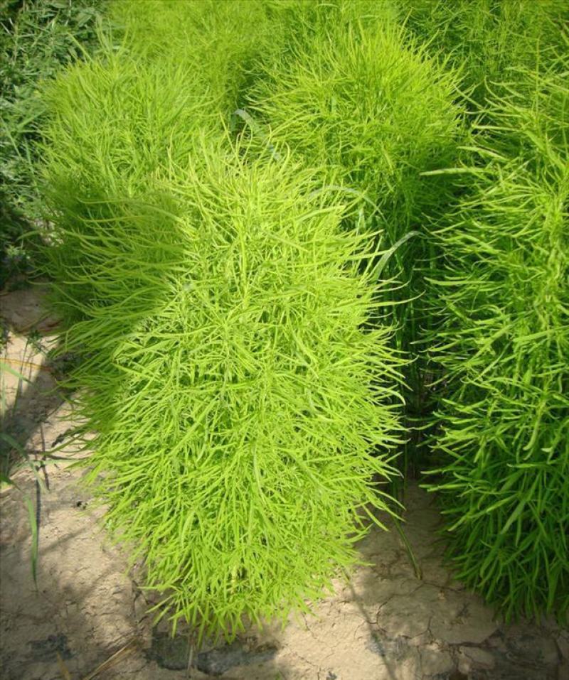 红绿叶地肤草种子扫帚菜种子花海花坛庭院盆栽草坪花草籽