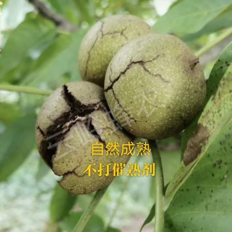 25年云南不苦不涩谈紫衣紫孕妇专用休闲零食老树甜味核桃