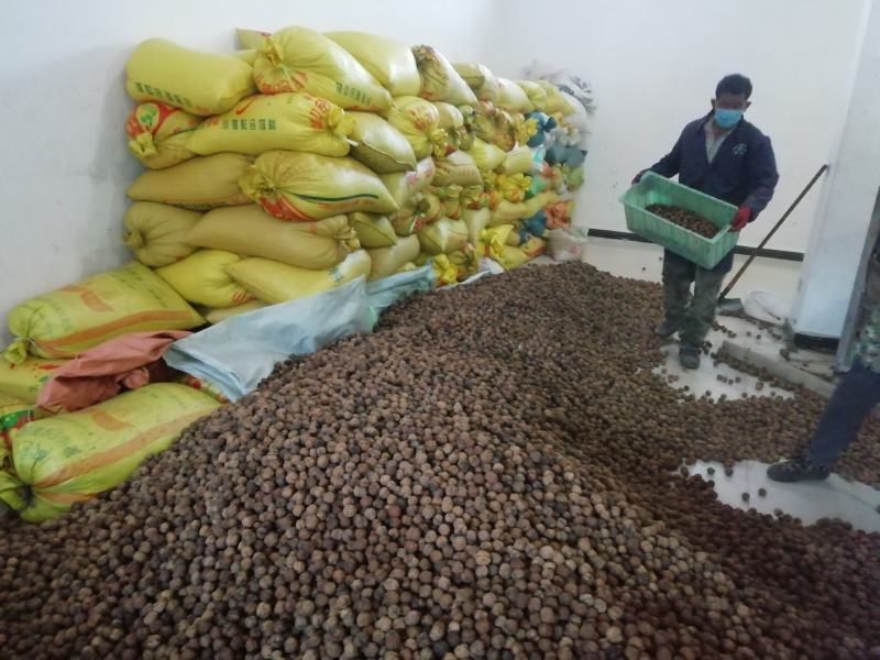 25年云南不苦不涩谈紫衣紫孕妇专用休闲零食老树甜味核桃