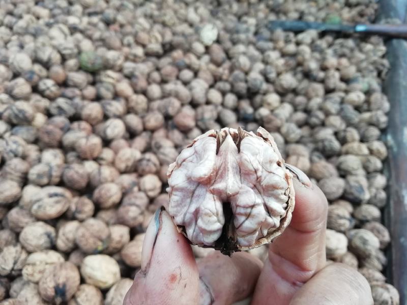 25年云南不苦不涩谈紫衣紫孕妇专用休闲零食老树甜味核桃