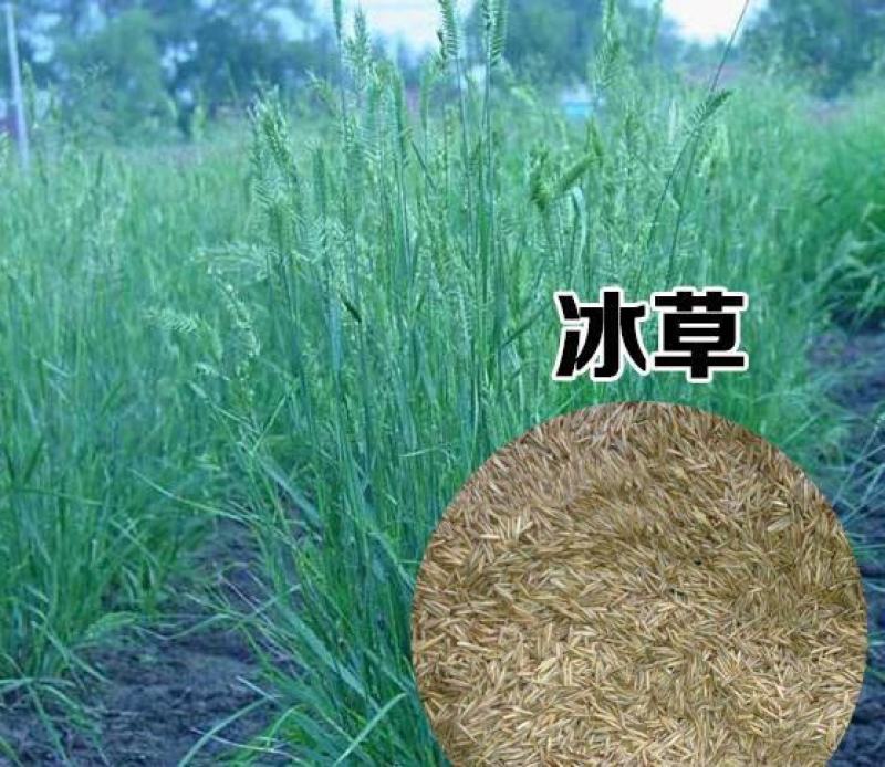 冰草种子别名野麦子扁穗冰草羽状小麦草暖季型草坪种子