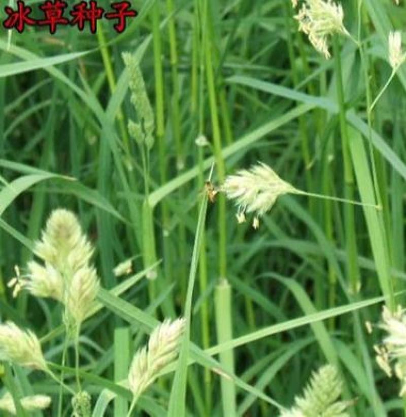 冰草种子别名野麦子扁穗冰草羽状小麦草暖季型草坪种子