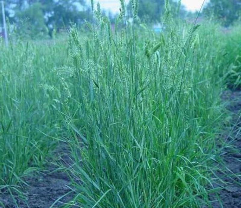 冰草种子别名野麦子扁穗冰草羽状小麦草暖季型草坪种子