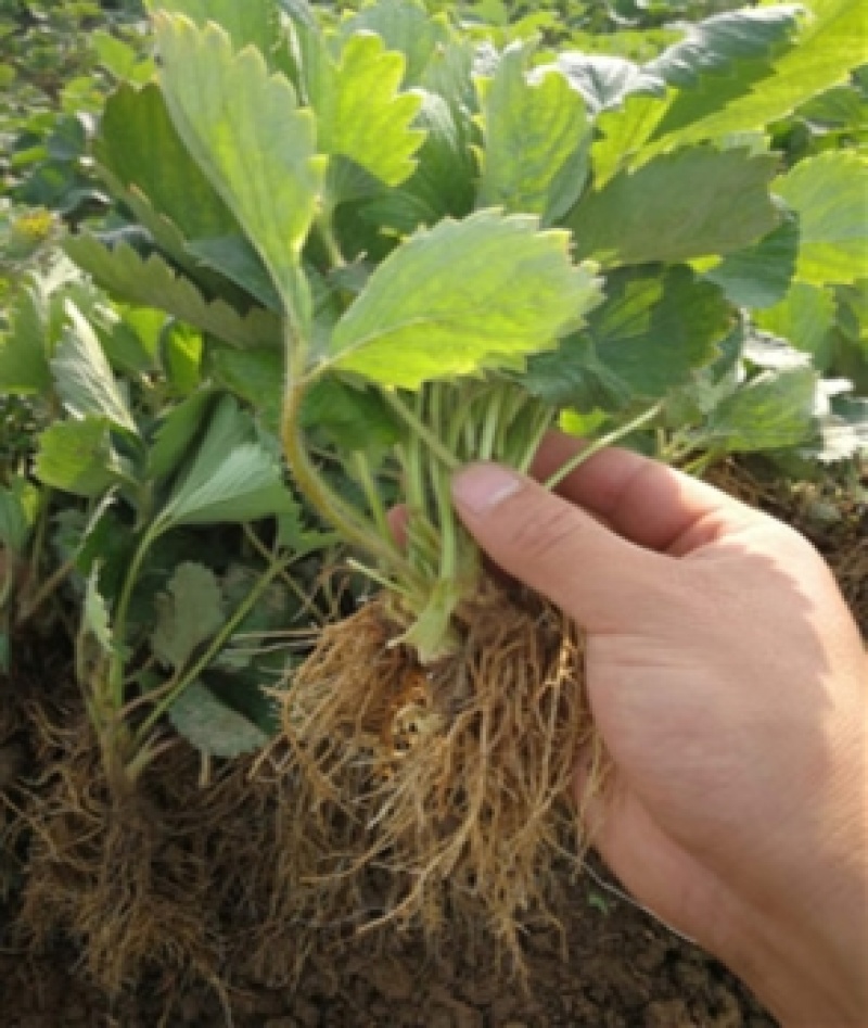 草莓苗盆栽草莓秧苗四季草莓苗奶油草莓地载阳台庭院南方北方