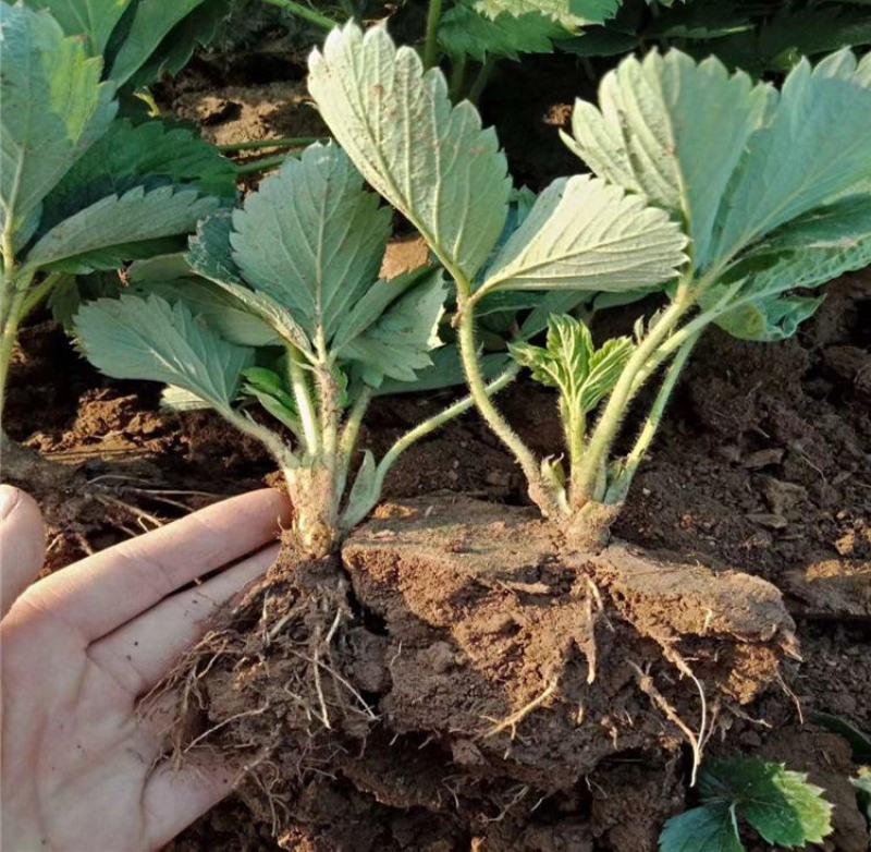 草莓苗盆栽草莓秧苗四季草莓苗奶油草莓地载阳台庭院南方北方