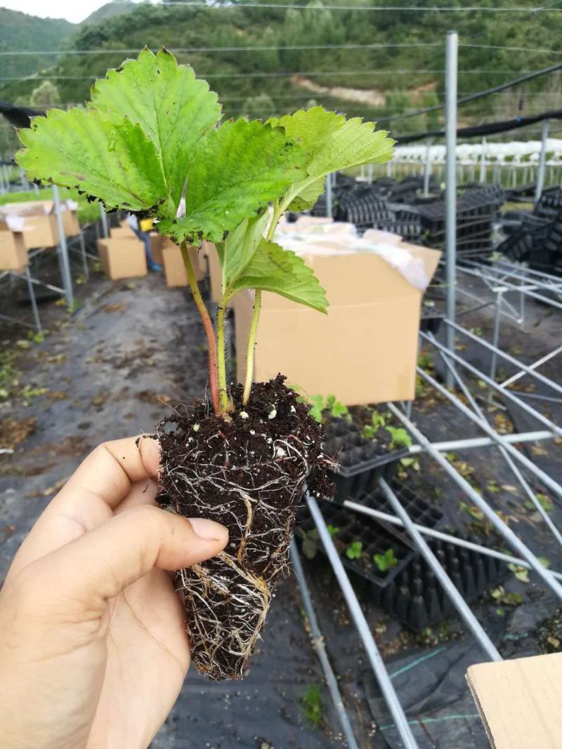 草莓苗盆栽草莓秧苗四季草莓苗奶油草莓地载阳台庭院南方北方
