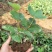 草莓苗盆栽草莓秧苗四季草莓苗奶油草莓地载阳台庭院南方北方