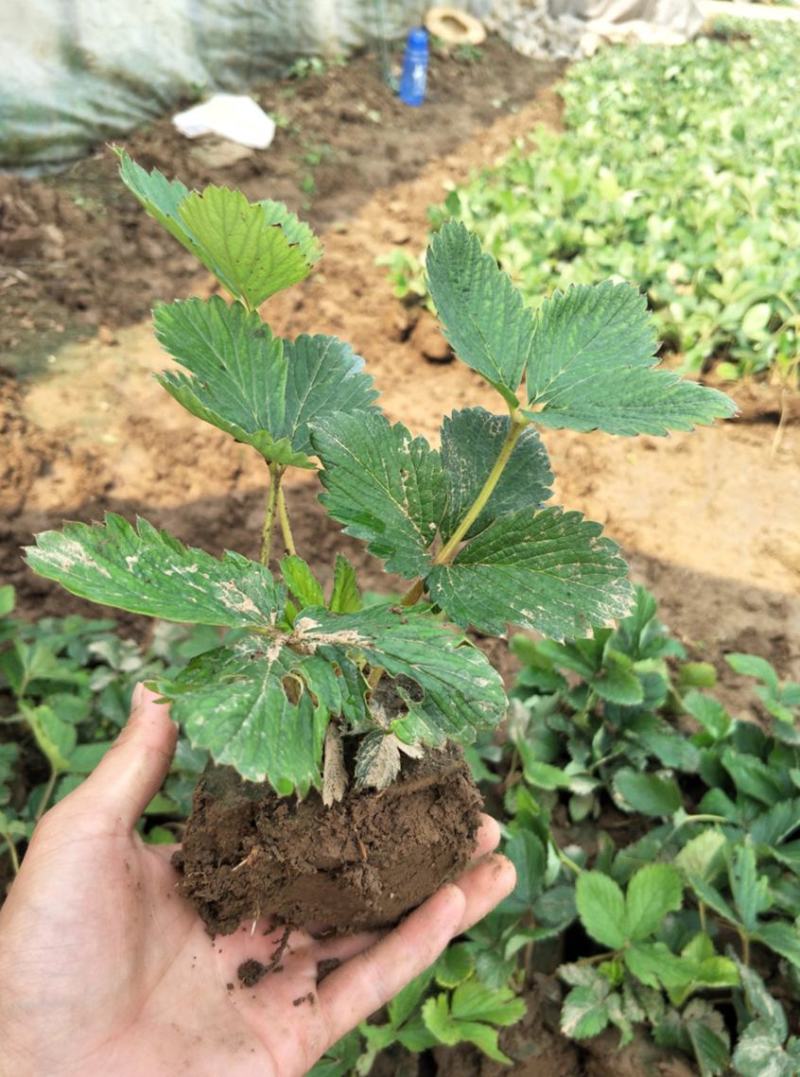 草莓苗盆栽草莓秧苗四季草莓苗奶油草莓地载阳台庭院南方北方