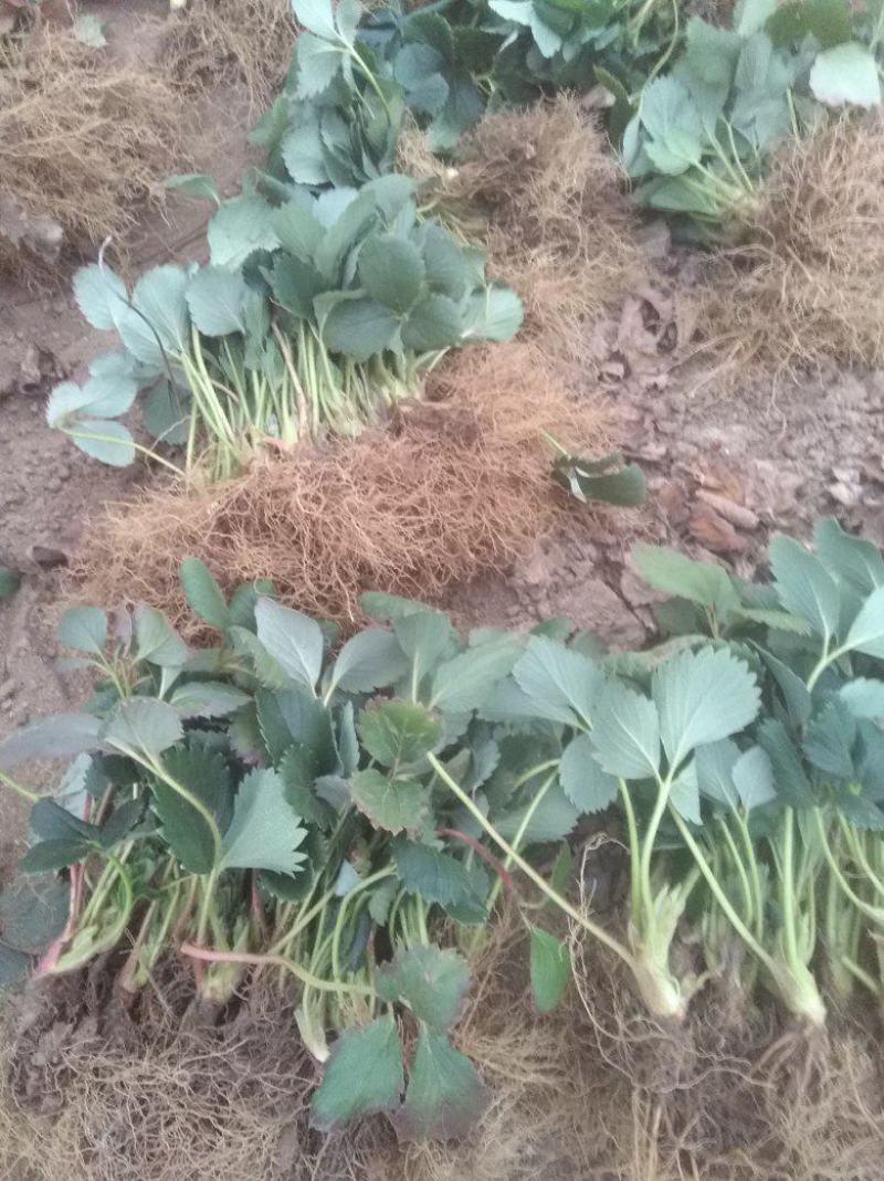 草莓苗盆栽草莓秧苗四季草莓苗奶油草莓地载阳台庭院南方北方