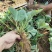 草莓苗盆栽草莓秧苗四季草莓苗奶油草莓地载阳台庭院南方北方