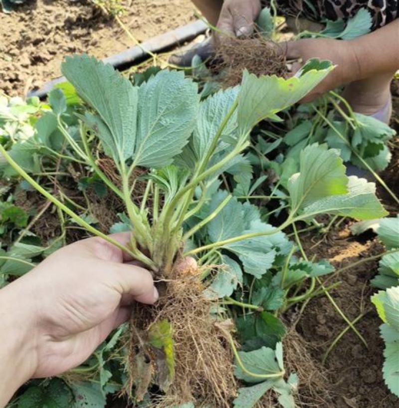 草莓苗盆栽草莓秧苗四季草莓苗奶油草莓地载阳台庭院南方北方