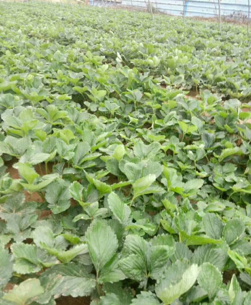 草莓苗盆栽草莓秧苗四季草莓苗奶油草莓地载阳台庭院南方北方