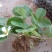 草莓苗盆栽草莓秧苗四季草莓苗奶油草莓地载阳台庭院南方北方