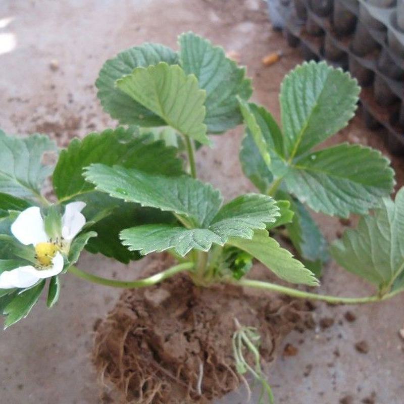 草莓苗盆栽草莓秧苗四季草莓苗奶油草莓地载阳台庭院南方北方