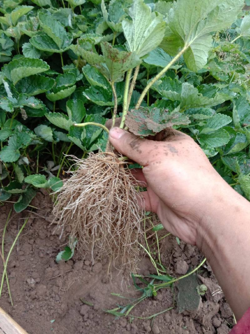 草莓苗盆栽草莓秧苗四季草莓苗奶油草莓地载阳台庭院南方北方