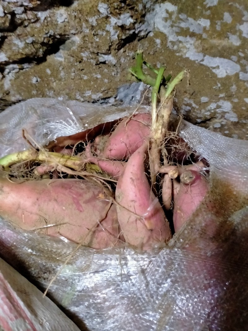 原种脱毒大田苗烟薯二五地瓜种薯入窖子完成。手提苗高剪苗