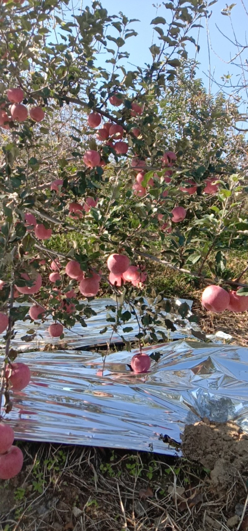 红富士苹果，果实均匀，甜脆可口