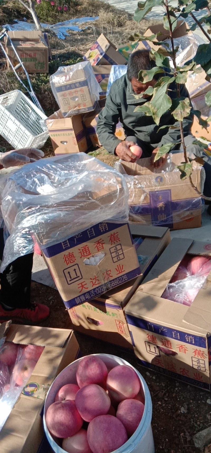 红富士苹果，果实均匀，甜脆可口