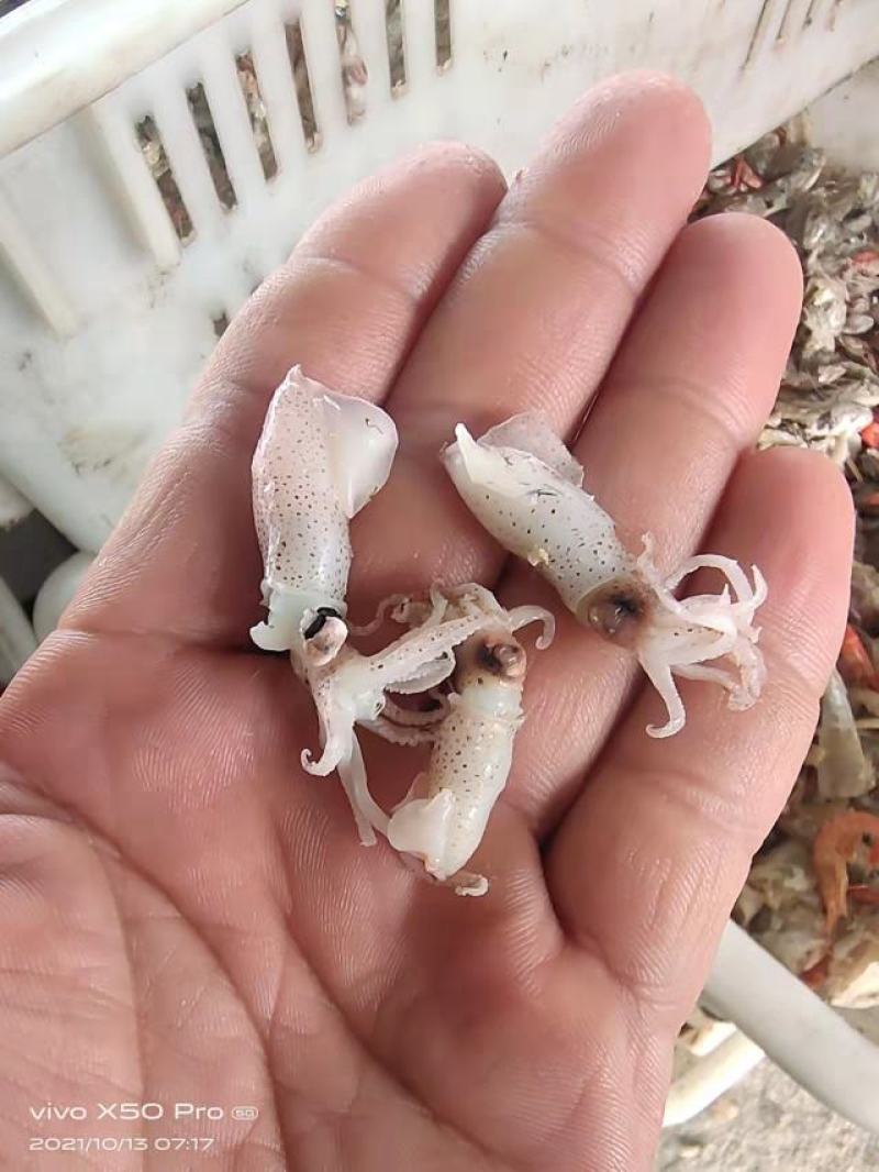 黄河口海兔墨斗（新鲜水煮货）美味佳肴（保证无沙）