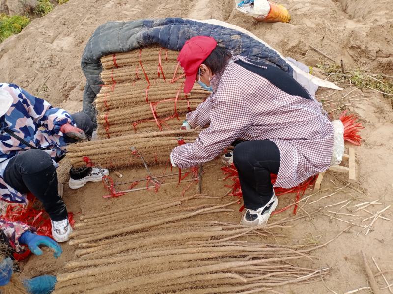 太康铁棍山药