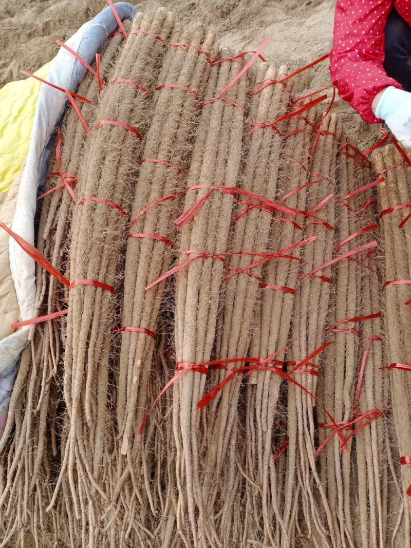 太康铁棍山药