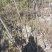 精选嫁接碧根果苗核桃苗山核桃苗马汉菠泥64号10号